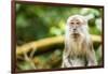 Long Tailed Macaque (Macaca Fascicularis), Indonesia, Southeast Asia-John Alexander-Framed Photographic Print
