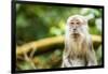 Long Tailed Macaque (Macaca Fascicularis), Indonesia, Southeast Asia-John Alexander-Framed Photographic Print