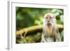 Long Tailed Macaque (Macaca Fascicularis), Indonesia, Southeast Asia-John Alexander-Framed Photographic Print