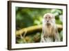 Long Tailed Macaque (Macaca Fascicularis), Indonesia, Southeast Asia-John Alexander-Framed Photographic Print