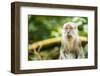 Long Tailed Macaque (Macaca Fascicularis), Indonesia, Southeast Asia-John Alexander-Framed Photographic Print