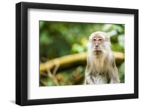 Long Tailed Macaque (Macaca Fascicularis), Indonesia, Southeast Asia-John Alexander-Framed Photographic Print