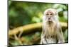 Long Tailed Macaque (Macaca Fascicularis), Indonesia, Southeast Asia-John Alexander-Mounted Photographic Print