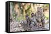 Long-Tailed Macaque (Macaca Fascicularis) Troop in Angkor Thom-Michael Nolan-Framed Stretched Canvas