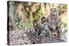 Long-Tailed Macaque (Macaca Fascicularis) Troop in Angkor Thom-Michael Nolan-Stretched Canvas