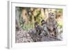 Long-Tailed Macaque (Macaca Fascicularis) Troop in Angkor Thom-Michael Nolan-Framed Photographic Print