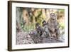 Long-Tailed Macaque (Macaca Fascicularis) Troop in Angkor Thom-Michael Nolan-Framed Photographic Print