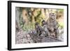 Long-Tailed Macaque (Macaca Fascicularis) Troop in Angkor Thom-Michael Nolan-Framed Photographic Print