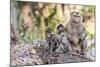 Long-Tailed Macaque (Macaca Fascicularis) Troop in Angkor Thom-Michael Nolan-Mounted Photographic Print