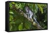 Long-Tailed Macaque (Macaca Fascicularis)-Craig Lovell-Framed Stretched Canvas