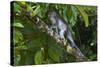 Long-Tailed Macaque (Macaca Fascicularis)-Craig Lovell-Stretched Canvas