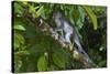 Long-Tailed Macaque (Macaca Fascicularis)-Craig Lovell-Stretched Canvas