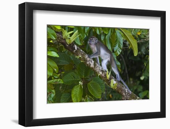 Long-Tailed Macaque (Macaca Fascicularis)-Craig Lovell-Framed Premium Photographic Print
