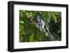 Long-Tailed Macaque (Macaca Fascicularis)-Craig Lovell-Framed Premium Photographic Print