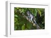 Long-Tailed Macaque (Macaca Fascicularis)-Craig Lovell-Framed Premium Photographic Print