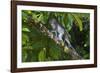 Long-Tailed Macaque (Macaca Fascicularis)-Craig Lovell-Framed Photographic Print