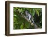 Long-Tailed Macaque (Macaca Fascicularis)-Craig Lovell-Framed Photographic Print