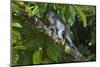 Long-Tailed Macaque (Macaca Fascicularis)-Craig Lovell-Mounted Photographic Print