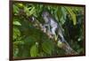 Long-Tailed Macaque (Macaca Fascicularis)-Craig Lovell-Framed Photographic Print