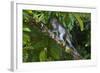 Long-Tailed Macaque (Macaca Fascicularis)-Craig Lovell-Framed Photographic Print