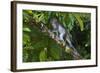 Long-Tailed Macaque (Macaca Fascicularis)-Craig Lovell-Framed Photographic Print
