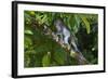 Long-Tailed Macaque (Macaca Fascicularis)-Craig Lovell-Framed Photographic Print