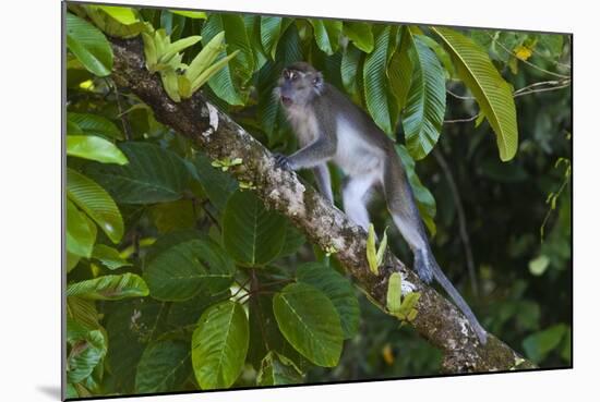 Long-Tailed Macaque (Macaca Fascicularis)-Craig Lovell-Mounted Photographic Print