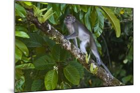 Long-Tailed Macaque (Macaca Fascicularis)-Craig Lovell-Mounted Photographic Print