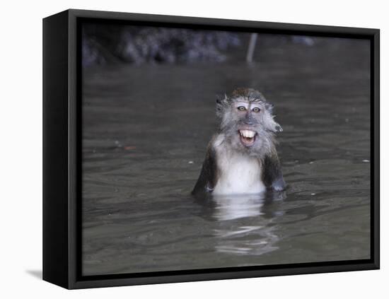 Long-Tailed Macaque Monkey Sits in the Water after Taking Food from a Tourist Boat in Malaysia-null-Framed Stretched Canvas