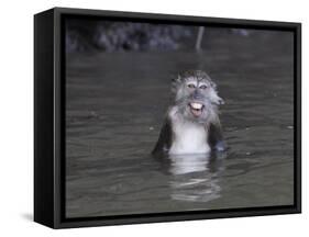 Long-Tailed Macaque Monkey Sits in the Water after Taking Food from a Tourist Boat in Malaysia-null-Framed Stretched Canvas