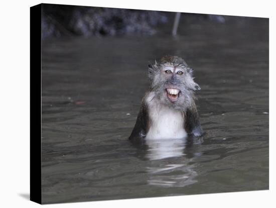 Long-Tailed Macaque Monkey Sits in the Water after Taking Food from a Tourist Boat in Malaysia-null-Stretched Canvas