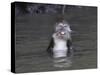 Long-Tailed Macaque Monkey Sits in the Water after Taking Food from a Tourist Boat in Malaysia-null-Stretched Canvas