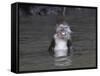 Long-Tailed Macaque Monkey Sits in the Water after Taking Food from a Tourist Boat in Malaysia-null-Framed Stretched Canvas