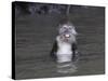 Long-Tailed Macaque Monkey Sits in the Water after Taking Food from a Tourist Boat in Malaysia-null-Stretched Canvas