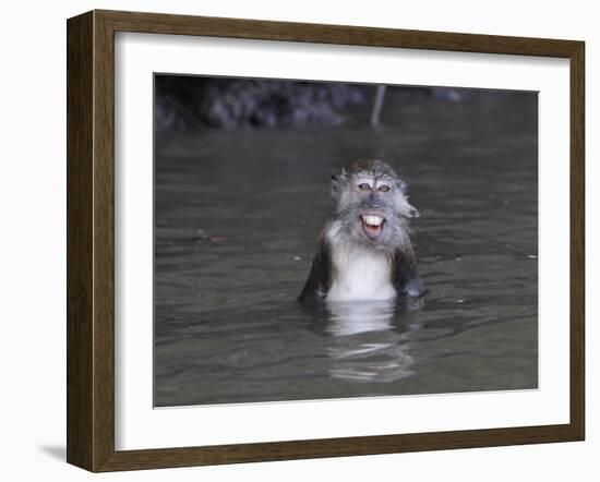 Long-Tailed Macaque Monkey Sits in the Water after Taking Food from a Tourist Boat in Malaysia-null-Framed Photographic Print