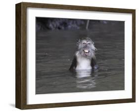 Long-Tailed Macaque Monkey Sits in the Water after Taking Food from a Tourist Boat in Malaysia-null-Framed Photographic Print