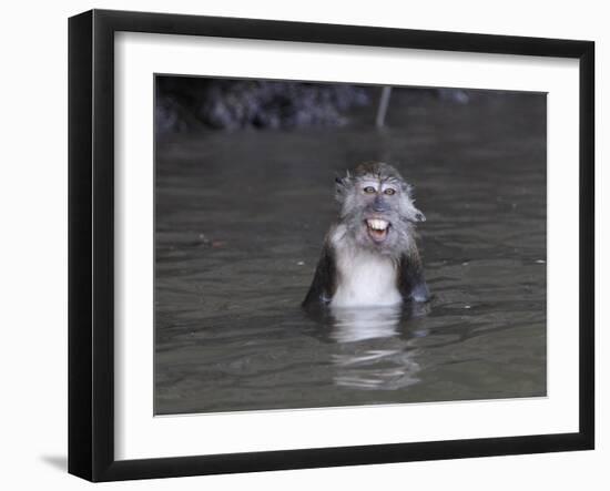 Long-Tailed Macaque Monkey Sits in the Water after Taking Food from a Tourist Boat in Malaysia-null-Framed Photographic Print