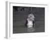 Long-Tailed Macaque Monkey Sits in the Water after Taking Food from a Tourist Boat in Malaysia-null-Framed Photographic Print