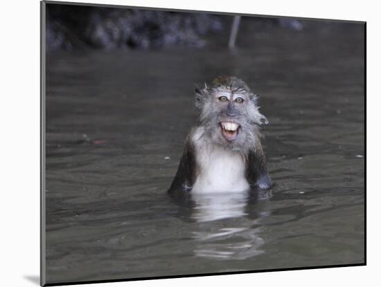 Long-Tailed Macaque Monkey Sits in the Water after Taking Food from a Tourist Boat in Malaysia-null-Mounted Photographic Print