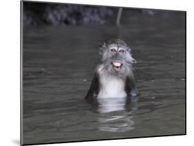 Long-Tailed Macaque Monkey Sits in the Water after Taking Food from a Tourist Boat in Malaysia-null-Mounted Photographic Print