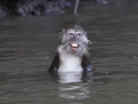 Long-Tailed Macaque Monkey Sits in the Water after Taking Food from a  Tourist Boat in Malaysia' Photographic Print 