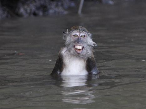 Long-Tailed Macaque Monkey Sits in the Water after Taking Food from a Tourist Boat in Malaysia' Photographic Print Long-Tailed Macaque Monkey Sits in the Water after Taking Food from a Tourist Boat in Malaysia' Photographic Print
