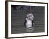 Long-Tailed Macaque Monkey Sits in the Water after Taking Food from a Tourist Boat in Malaysia-null-Framed Photographic Print