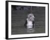 Long-Tailed Macaque Monkey Sits in the Water after Taking Food from a Tourist Boat in Malaysia-null-Framed Photographic Print