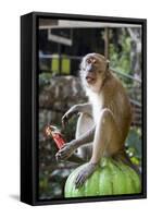Long-Tailed Macaque with Candy Bar at Batu Caves, Kuala Lumpur, Malaysia-Paul Souders-Framed Stretched Canvas