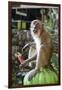 Long-Tailed Macaque with Candy Bar at Batu Caves, Kuala Lumpur, Malaysia-Paul Souders-Framed Premium Photographic Print