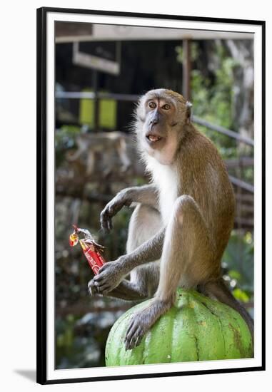 Long-Tailed Macaque with Candy Bar at Batu Caves, Kuala Lumpur, Malaysia-Paul Souders-Framed Premium Photographic Print