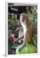 Long-Tailed Macaque with Candy Bar at Batu Caves, Kuala Lumpur, Malaysia-Paul Souders-Framed Premium Photographic Print