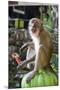Long-Tailed Macaque with Candy Bar at Batu Caves, Kuala Lumpur, Malaysia-Paul Souders-Mounted Premium Photographic Print