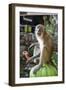 Long-Tailed Macaque with Candy Bar at Batu Caves, Kuala Lumpur, Malaysia-Paul Souders-Framed Photographic Print